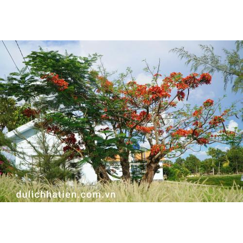 Cùng ngắm hoa phượng tại Di tích Thắng cảnh Đá Dựng