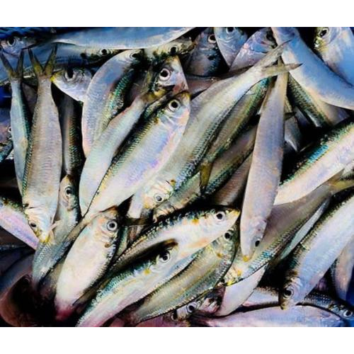Bản Hợp Tấu Hương Vị Biển Cả Trong Từng Thớ Gỏi Cá Trích Hà Tiên