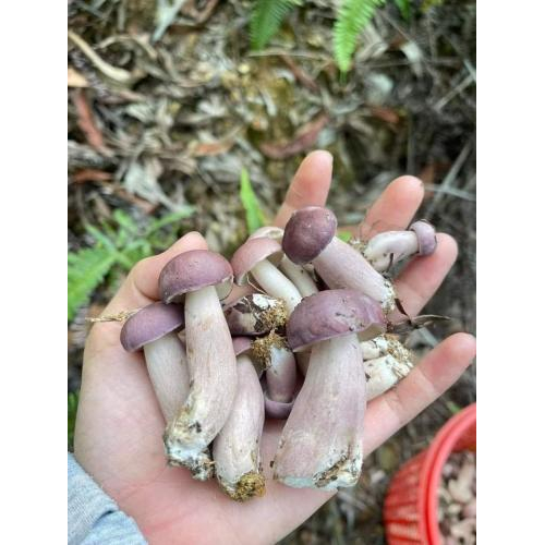 Canh Nấm Tràm
