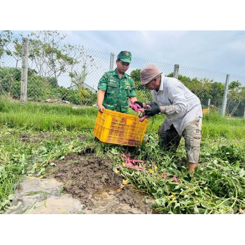 Khoai Lang Mỹ Đức (Hà Tiên) - Đặc Sản Dân Dã Níu Chân Du Khách