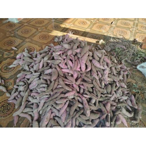 Khoai Lang Mỹ Đức (Hà Tiên) - Đặc Sản Dân Dã Níu Chân Du Khách