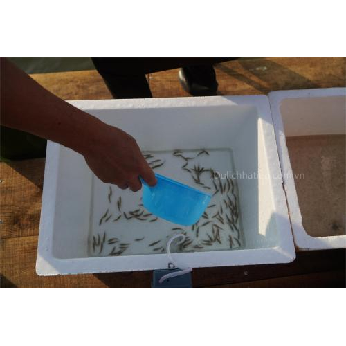 Phường Hà Tiên (An Giang): Thả Hơn 1 Triệu Con Giống Tái Tạo Nguồn Lợi Thủy Sản Tại Đầm Đông Hồ