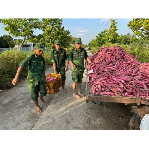 Khoai Lang Mỹ Đức (Hà Tiên) - Đặc Sản Dân Dã Níu Chân Du Khách